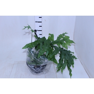 POLYPODIUM AUREUM BLUE STAR C25