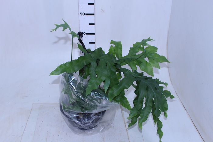 POLYPODIUM AUREUM BLUE STAR C25