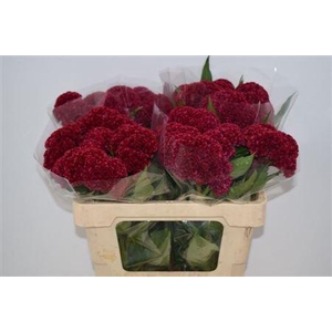 CELOSIA REPRISE VELVET