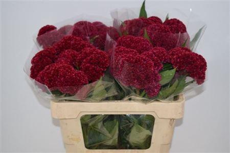 <h4>CELOSIA REPRISE VELVET</h4>