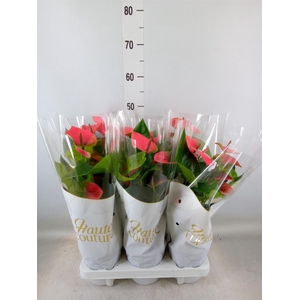 Anthurium andr. 'Sweet Dream'