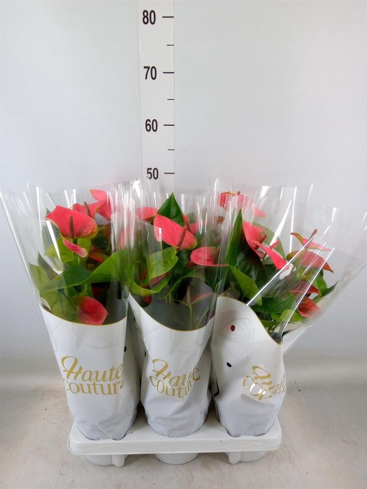 <h4>Anthurium andr. 'Sweet Dream'</h4>