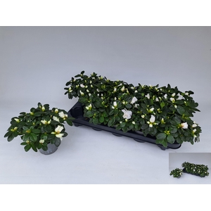 RHODO SI WITTE VOGEL