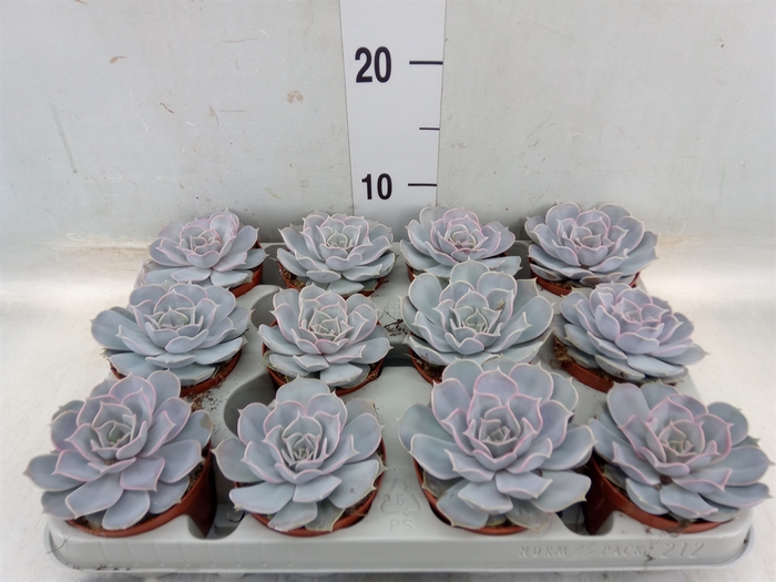 <h4>Echeveria lilacina</h4>