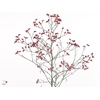 Limonium Joy Red X50