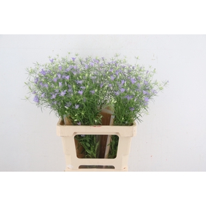 NIGELLA BLUE STAR