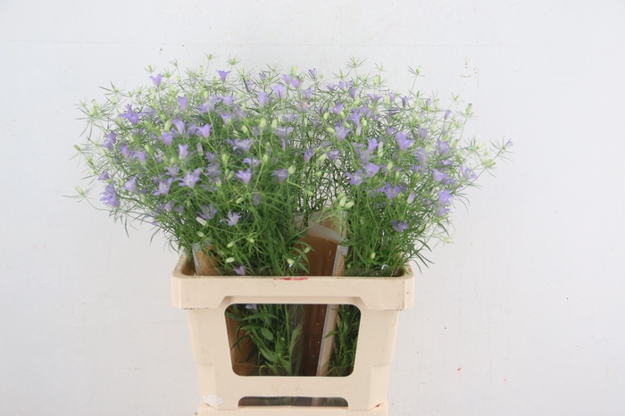 <h4>NIGELLA BLUE STAR</h4>
