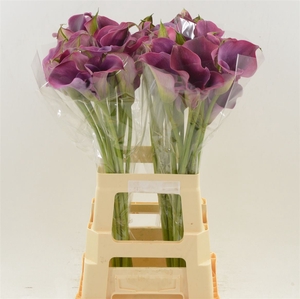 Calla Promise | Dubbelbloemig