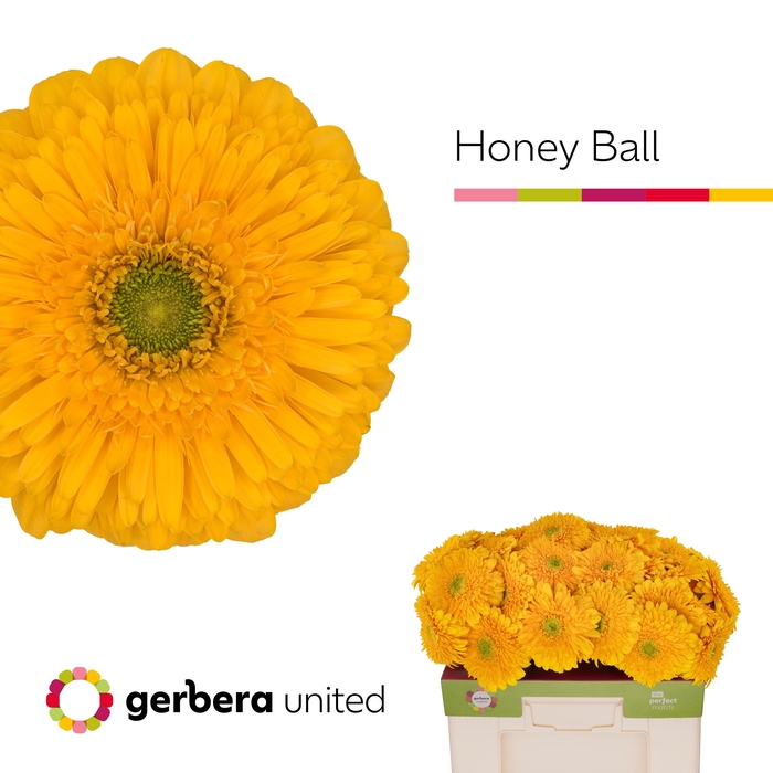 <h4>Gerbera Pomponi Honey Ball Water</h4>