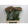 Scabiosa Focal Popsicle