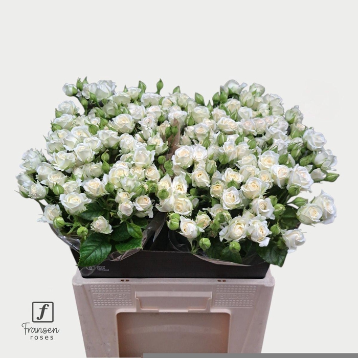 <h4>Rosa spray josephine</h4>
