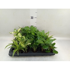 Planten Groen   ...mix  5