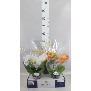 Phalaenopsis   ...mix