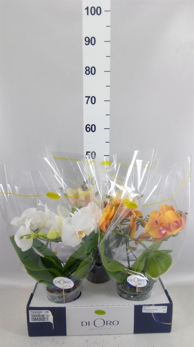 <h4>Phalaenopsis   ...mix</h4>