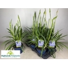 Agapanthus africanus