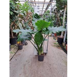 Alocasia Portodora