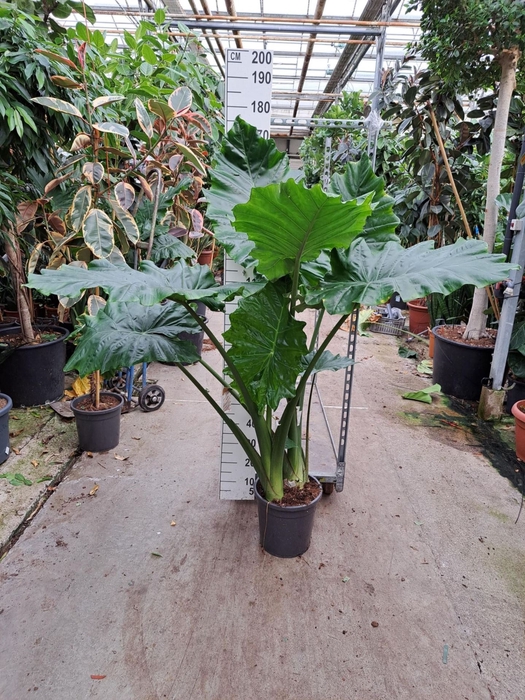 <h4>Alocasia Portodora</h4>