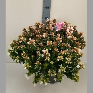 ABEL GRANDIFLORA
