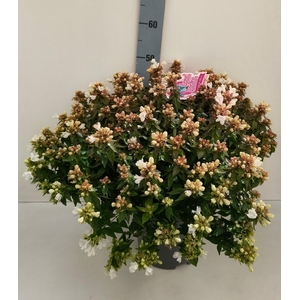 ABEL GRANDIFLORA