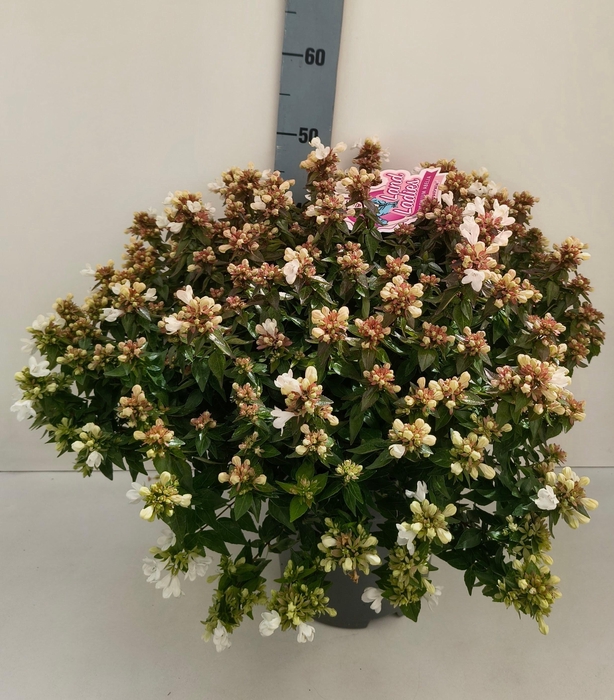 <h4>Abel Grandiflora</h4>
