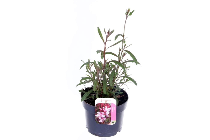 <h4>Gaura lind. Gaudi Rose</h4>