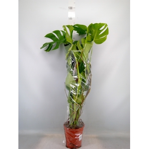 Monstera delic.