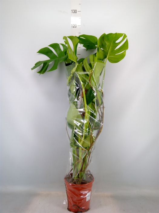 <h4>Monstera delic.</h4>