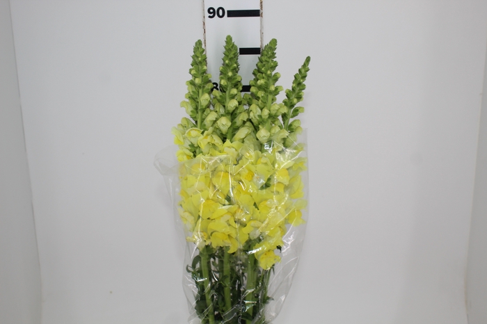 <h4>BOCA DE LEAO AMARELA 070 CM</h4>