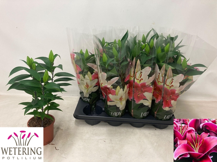 <h4>LIL OR SUNNY KEYS</h4>