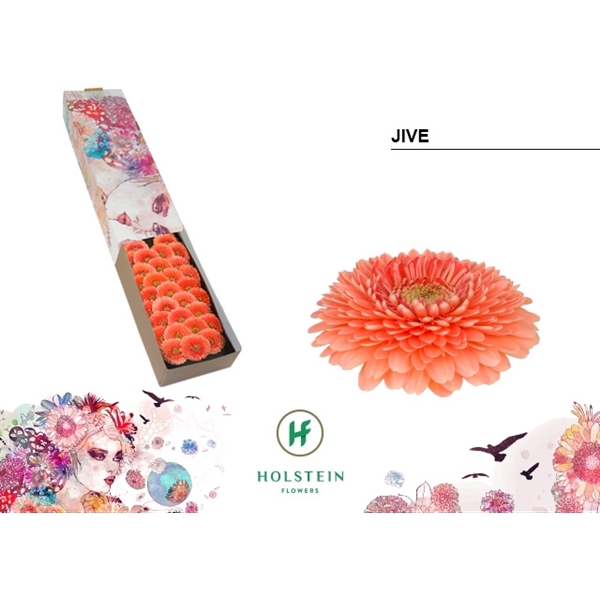 <h4>Ge Mi Pomponi Jive Box Holstein</h4>