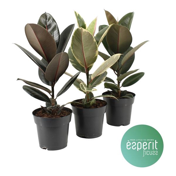 <h4>Ficus elastica Mix 2-3 srt.</h4>