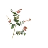 Eucalyptus Cinerea Green Red