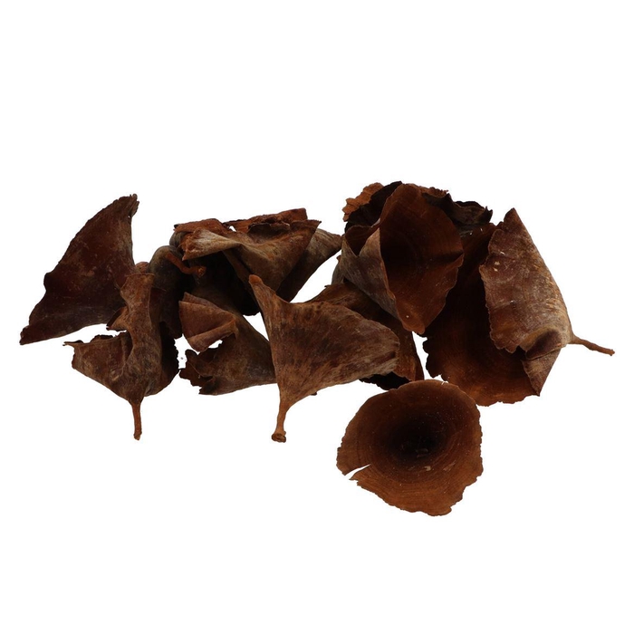 <h4>Nature Calice Naturel P/60</h4>