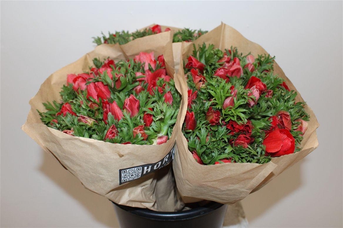 <h4>Anem Marianne Red</h4>