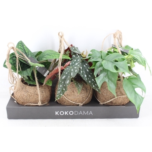 arr3 Kokoplant - Dreammix. x3