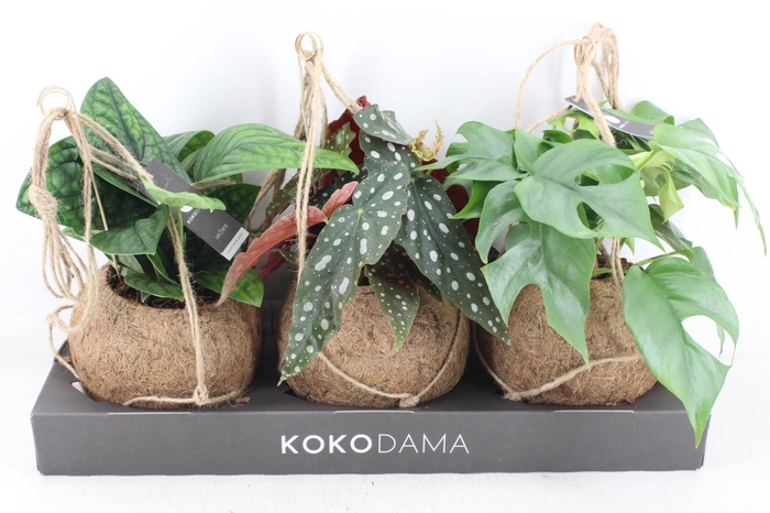 <h4>arr3 Kokoplant - Dreammix. x3</h4>