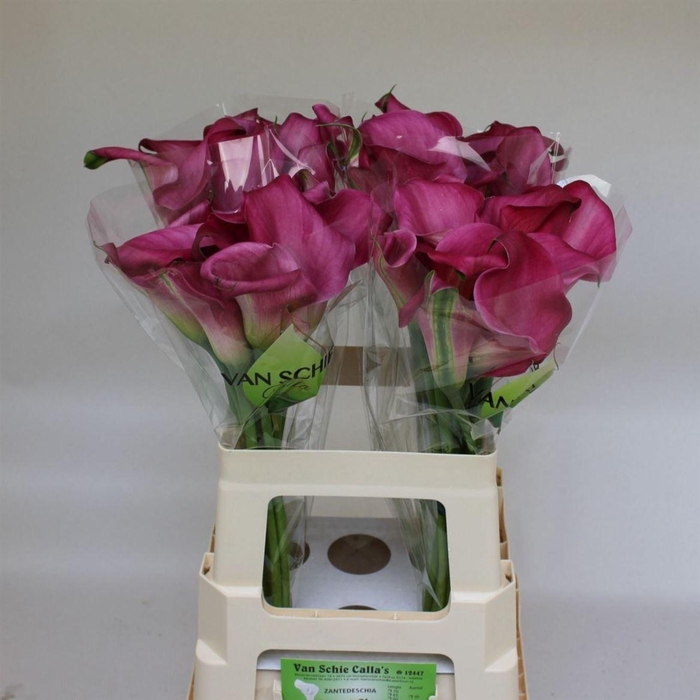 <h4>Zant Fantasia</h4>