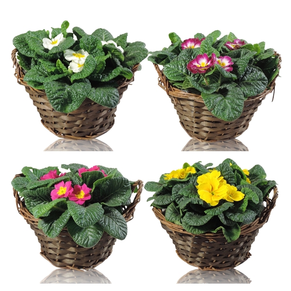 <h4>Primula Acaulis Grp gemengd</h4>