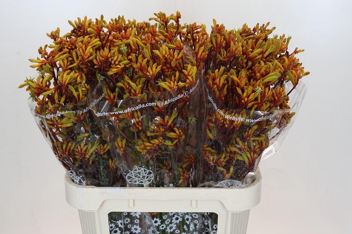 <h4>Anigozanthos Gold Fever</h4>