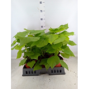 Sparrmannia africana