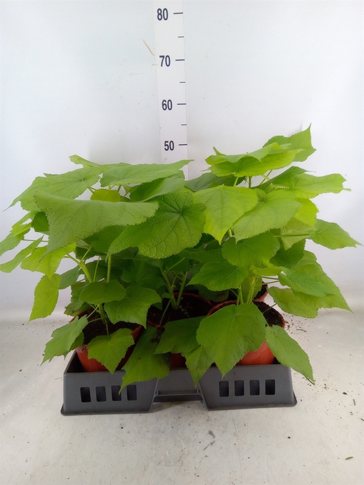<h4>Sparrmannia africana</h4>