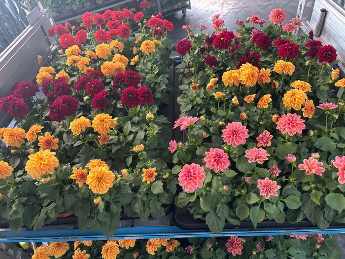 <h4>DAHLIA MIXK 5 KL</h4>