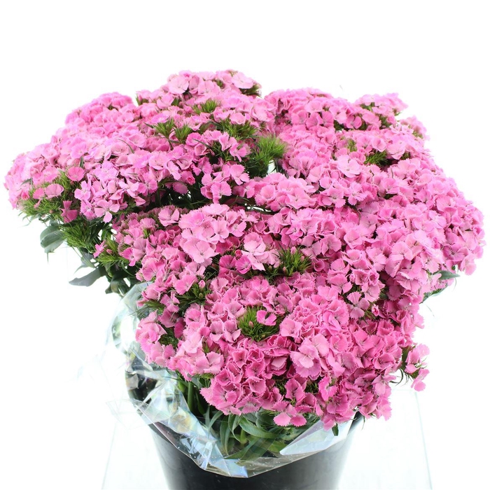 <h4>Di Barb Pink Extra</h4>