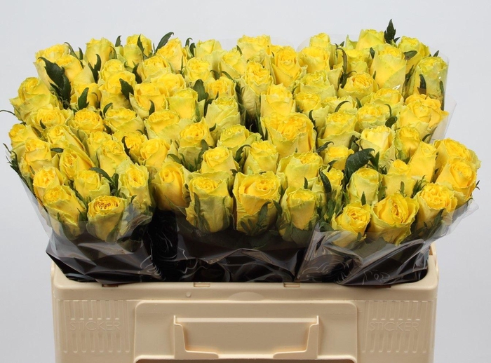 <h4>R GR GOOD TIMES</h4>