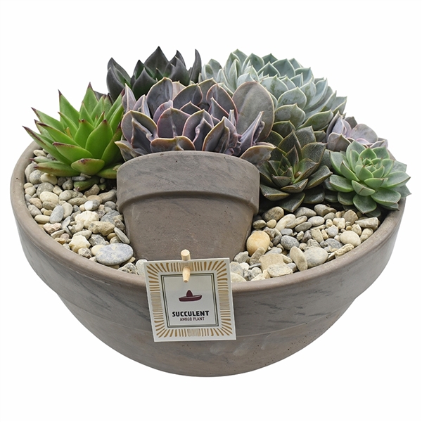 Luxury arrangement Echeveria in grey terracotta bowl 34 cm