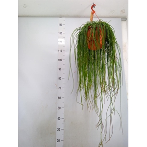 Rhipsalis floccosa