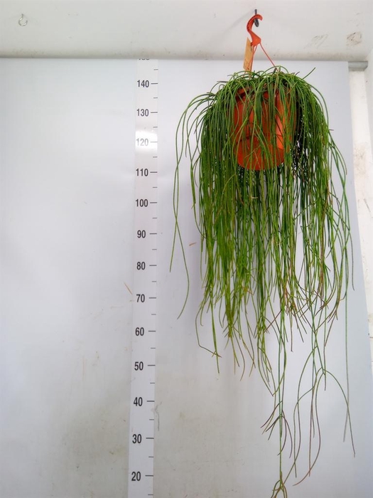 <h4>Rhipsalis floccosa</h4>