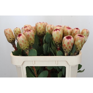 PROTEA GRANDICOLOR