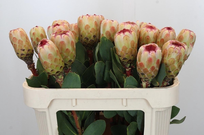 <h4>PROTEA GRANDICOLOR</h4>