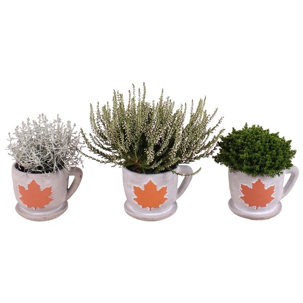 <h4>Autumn Arr. Outdoor Concrete Cup with leaf Ø12cm 1PP</h4>